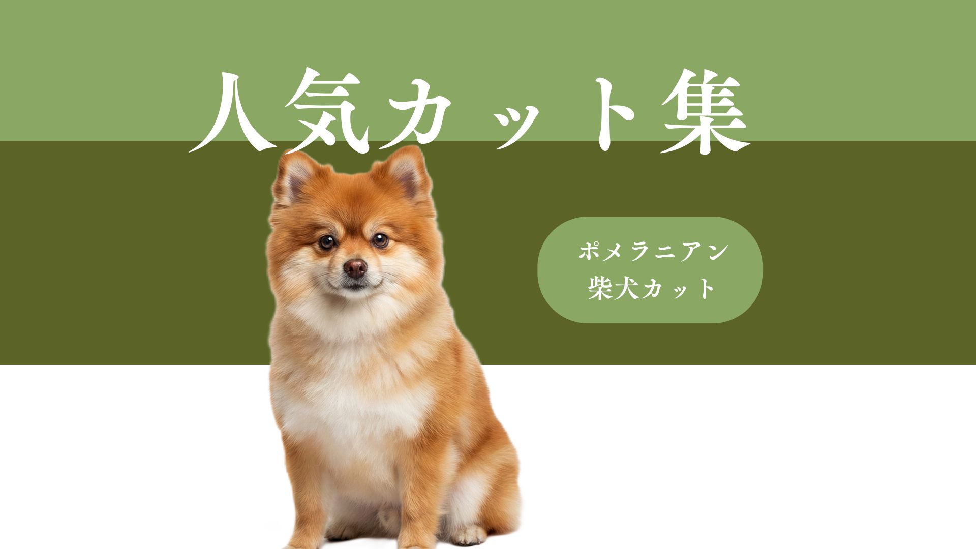 ポメラニアン】柴犬カットは本当によくない？可愛いけど危険な理由と 